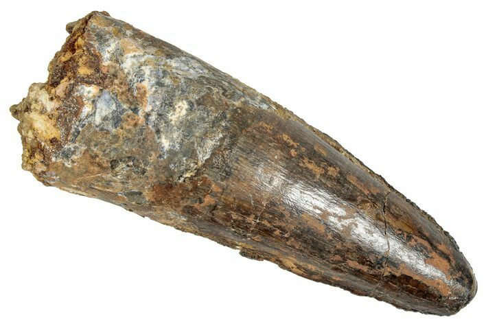 Fossil Spinosaurus Tooth - Real Dinosaur Tooth #348659
